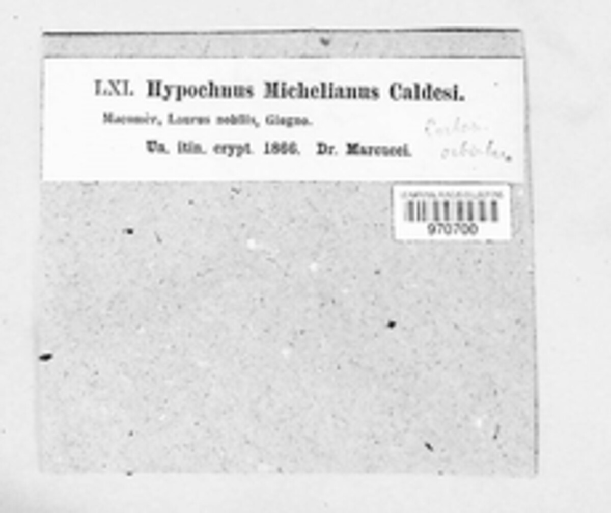 Septobasidium michelianum image